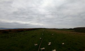 Schottland Schafe 5zoll